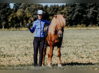 Islandais, Étalon, 7 Ans, 150 cm, Alezan