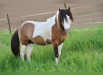 Islandais, Étalon, 8 Ans, 137 cm, Pinto