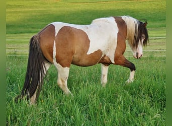 Islandais, Étalon, 8 Ans, 137 cm, Pinto
