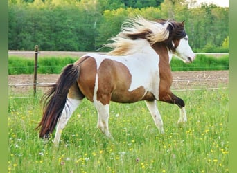 Islandais, Étalon, 8 Ans, 137 cm, Pinto