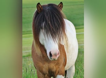 Islandais, Étalon, 8 Ans, 137 cm, Pinto