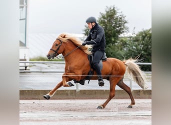 Islandais, Étalon, 8 Ans, 142 cm, Alezan cuivré