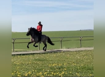 Islandais, Étalon, 9 Ans, 138 cm, Isabelle