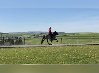 Islandais, Étalon, 9 Ans, 138 cm, Isabelle
