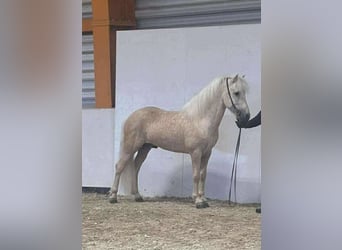 Islandais, Étalon, 6 Ans, 145 cm, Palomino