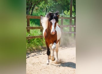 Islandais, Étalon, 8 Ans, 146 cm, Pinto