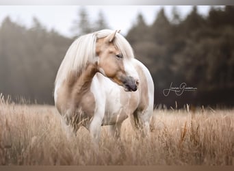 Islandais, Étalon, 4 Ans, 152 cm, Pinto