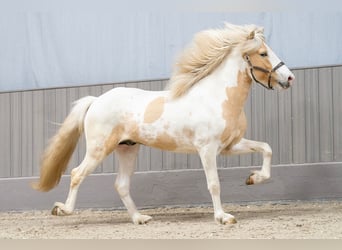 Islandais, Étalon, 4 Ans, 152 cm, Pinto