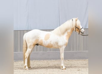 Islandais, Étalon, 4 Ans, 152 cm, Pinto