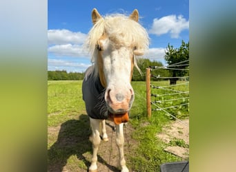 Islandais, Étalon, 4 Ans, 152 cm, Pinto