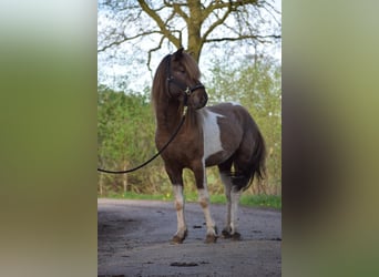 Islandais, Étalon, 4 Ans, 142 cm, Pinto