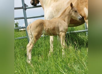 Islandais, Étalon, Poulain (04/2026), 140 cm, Palomino