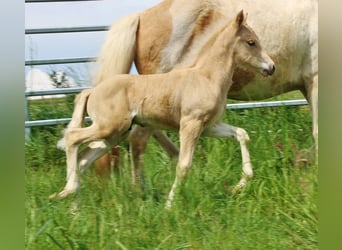 Islandais, Étalon, Poulain (04/2026), 140 cm, Palomino