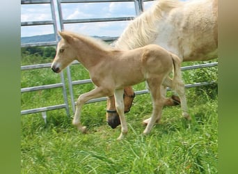 Islandais, Étalon, Poulain (04/2026), 140 cm, Palomino