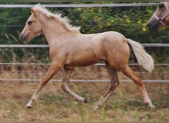 Islandais, Étalon, Poulain (04/2026), 140 cm, Palomino