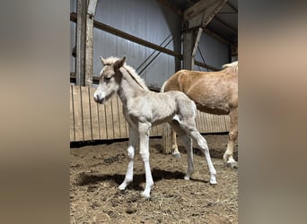 Islandais, Étalon, Poulain (05/2024), 144 cm, Perle