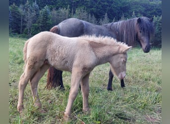 Islandais, Étalon, Poulain (05/2024), Cremello