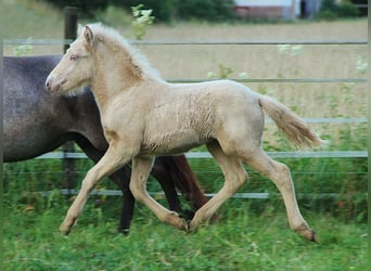 Islandais, Étalon, Poulain (05/2024), Cremello