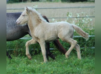 Islandais, Étalon, Poulain (05/2024), Cremello