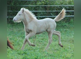 Islandais, Étalon, Poulain (05/2024), Cremello