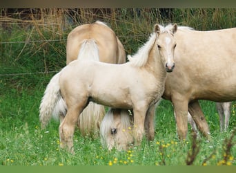 Islandais, Étalon, Poulain (05/2025), Palomino