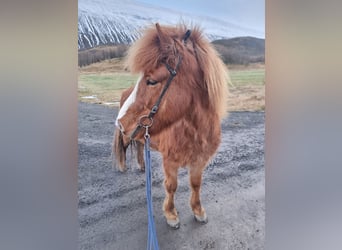 Islandais, Hongre, 10 Ans, 138 cm, Alezan