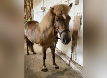 Islandais, Hongre, 10 Ans, 138 cm, Alezan