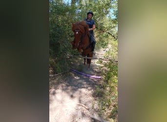 Islandais Croisé, Hongre, 10 Ans, 140 cm