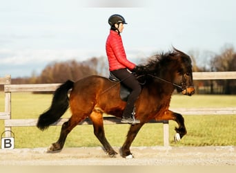 Islandais, Hongre, 10 Ans, 142 cm, Bai