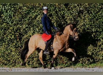 Islandais, Hongre, 10 Ans, 142 cm, Buckskin
