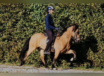 Islandais, Hongre, 10 Ans, 142 cm, Buckskin