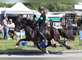 Islandais, Hongre, 10 Ans, 142 cm, Noir