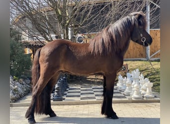 Islandais, Hongre, 10 Ans, 142 cm, Noir