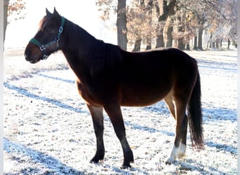 Islandais Croisé, Hongre, 10 Ans, 143 cm, Bai