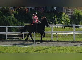 Islandais, Hongre, 10 Ans, 147 cm, Noir