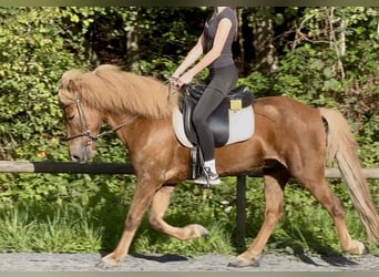 Islandais, Hongre, 10 Ans, 150 cm, Alezan