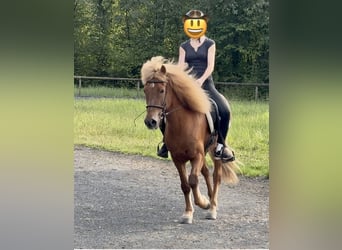 Islandais, Hongre, 10 Ans, 150 cm, Alezan
