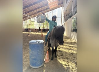 Islandais, Hongre, 11 Ans, 135 cm, Rouan Bleu