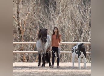 Islandais, Hongre, 11 Ans, 135 cm, Rouan Bleu