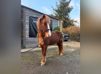 Islandais, Hongre, 11 Ans, 139 cm, Alezan