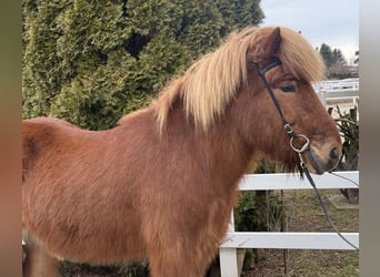 Islandais, Hongre, 11 Ans, 139 cm, Alezan