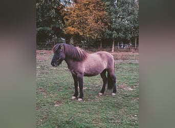 Islandais, Hongre, 11 Ans, 140 cm, Isabelle