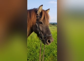 Islandais, Hongre, 11 Ans, 140 cm, Isabelle