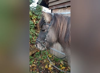 Islandais, Hongre, 11 Ans, 140 cm, Isabelle