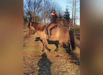 Islandais, Hongre, 11 Ans, 140 cm, Isabelle