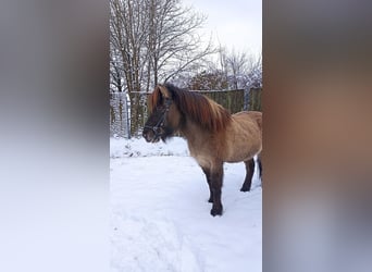 Islandais, Hongre, 11 Ans, 140 cm, Isabelle