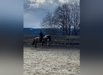 Islandais, Hongre, 11 Ans, 140 cm, Pinto