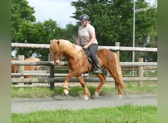 Islandais, Hongre, 11 Ans, 142 cm, Alezan