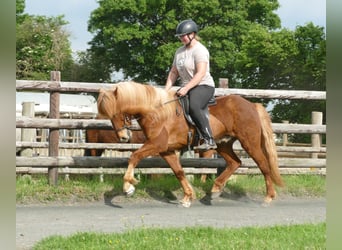 Islandais, Hongre, 11 Ans, 142 cm, Alezan