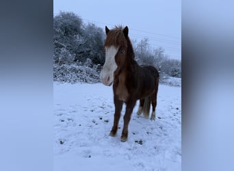 Islandais, Hongre, 11 Ans, 145 cm, Alezan